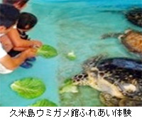 久米島ウミガメ館ふれあい体験