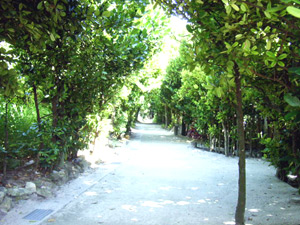 備瀬のフクギ並木